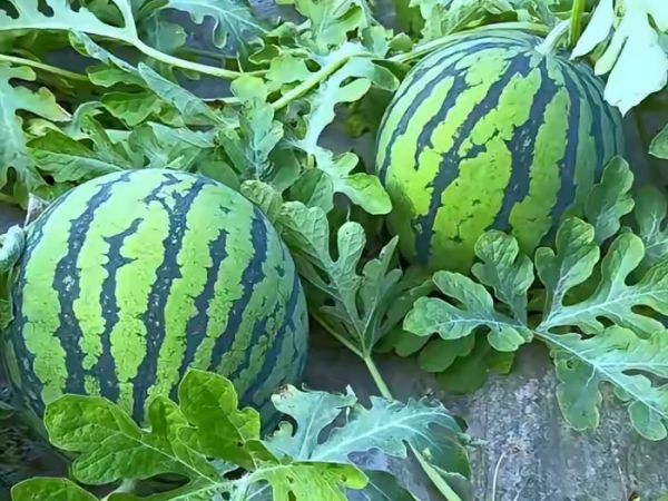 大棚西瓜種植技術和管理